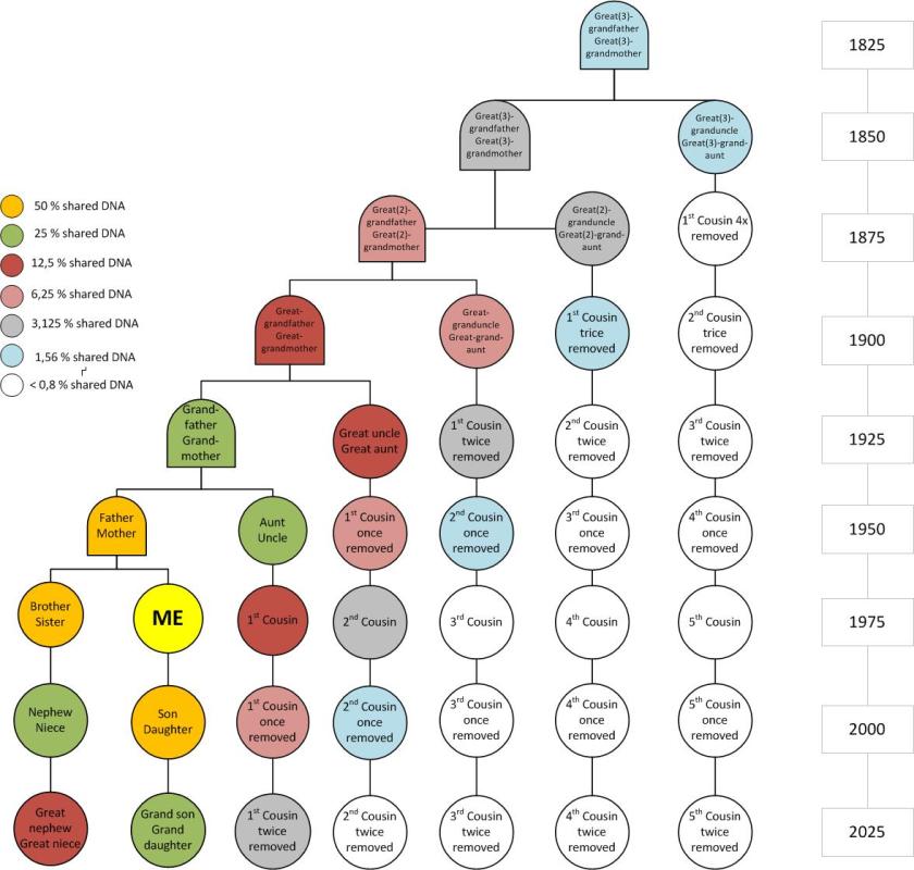 Shared DNA among relatives