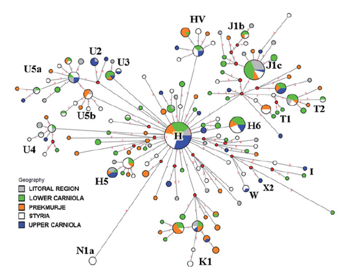 Basque Mtdna mtDNA – Slovenian DNA Pool