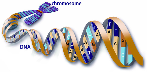 Y-Chromosome_DNA