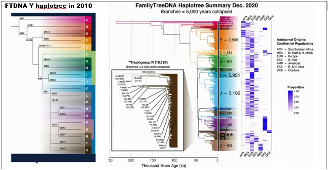 Y-chromosome haplotree growth – Slovenian DNA Pool